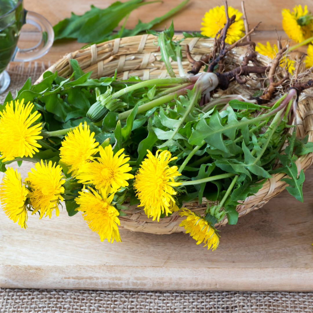 The roar of the Dandelion