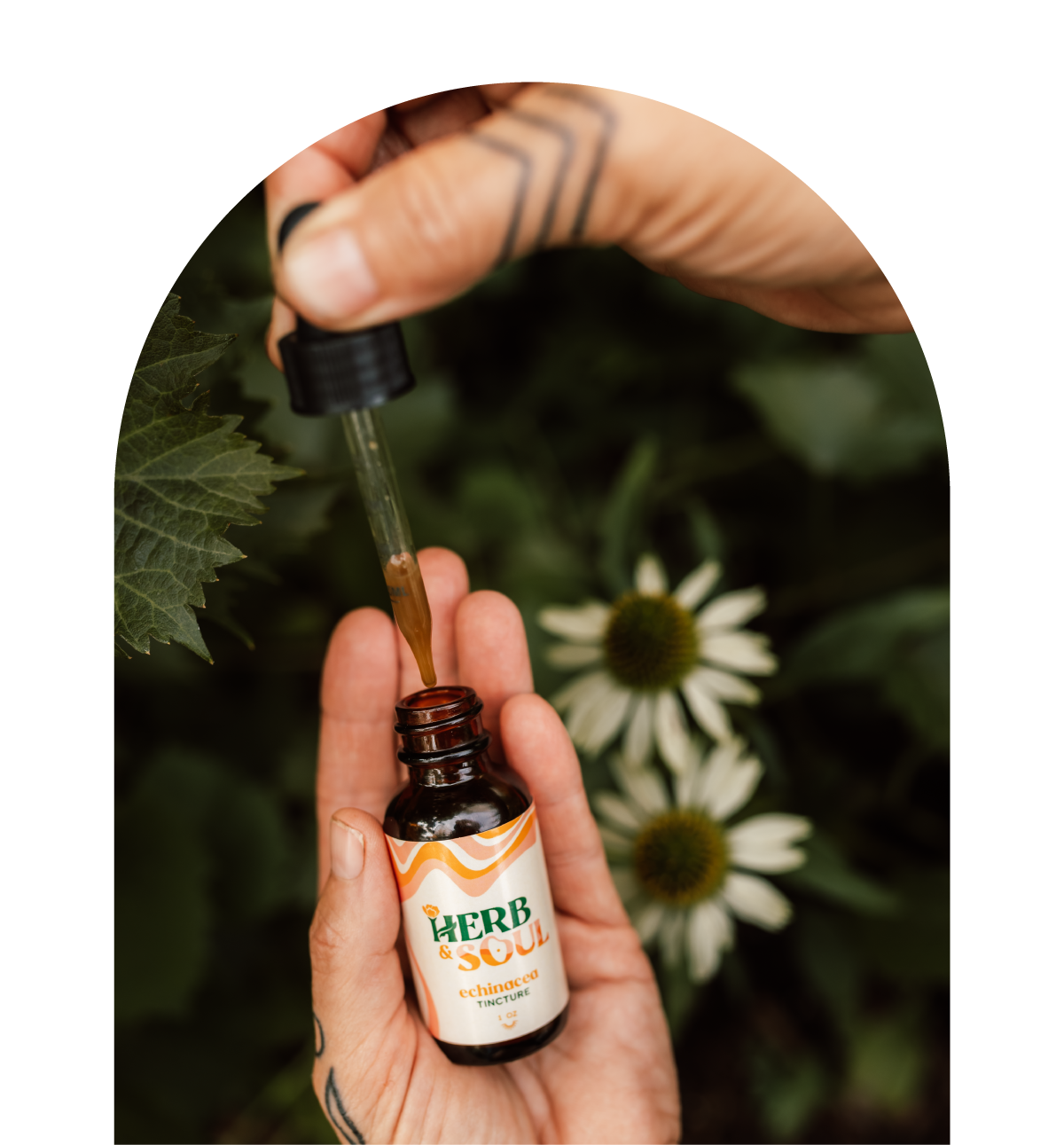 Echinacea Tincture from Herb & Soul